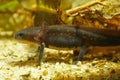 Closeup on a larvae of the Chinese firebellied newt, Cynops orientalis Royalty Free Stock Photo
