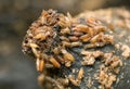 Larvae and pupa in banana of common fruit fly, Drosophila melanogaster Royalty Free Stock Photo