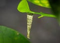 Closeup of the larval case of Psychidae moth hanging from green plant
