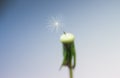 Closeup last dandelion seed