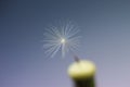 Closeup last dandelion seed Royalty Free Stock Photo