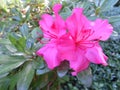 Late summer pink red flower