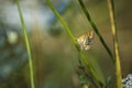 Closeup of a latticed heath, Chiasmia clathrata, moth perched in a meadow