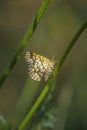 Closeup of a latticed heath, Chiasmia clathrata, moth perched in a meadow Royalty Free Stock Photo