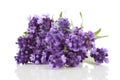 Closeup of lavender Royalty Free Stock Photo