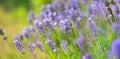 lavender blooming in a garden scenic nature