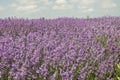 Closeup lavender bushes. Flowers of lavandula Royalty Free Stock Photo