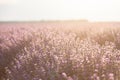 Closeup lavender bushes on sunset. Flowers of lavandula Royalty Free Stock Photo