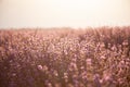 Closeup lavender bushes on sunset. Flowers of lavandula