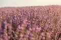 Closeup lavender bushes on sunset. Flowers of lavandula Royalty Free Stock Photo