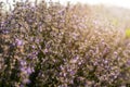 Closeup lavender bushes on sunset. Flowers of lavandula Royalty Free Stock Photo