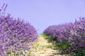 Closeup lavender field summer landscape