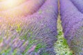 Closeup lavender field summer sunset landscape near Valensole Royalty Free Stock Photo