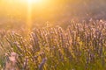 Closeup lavender field summer sunset landscape near Valensole Royalty Free Stock Photo