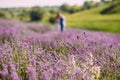 Closeup lavender flower on a field next to green hills Royalty Free Stock Photo