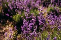 Closeup lavender flower grows on the field