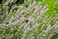 Closeup lavender flowers with bees on field, selective focus