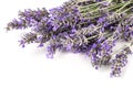A closeup of lavender flowers in bloom on a white background Royalty Free Stock Photo