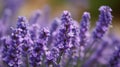 Closeup of lavender flowers blooming