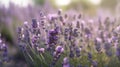 Closeup of lavender flowers blooming