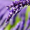 Closeup of lavender flowers blooming purple garden zoom bluring