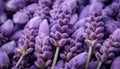 closeup of lavender flowers and buds , generated by AI