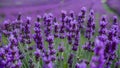 Closeup of lavender flowers field, blooming with fragrant violet