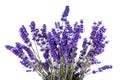 Closeup of lavender flowers Royalty Free Stock Photo