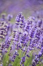 Closeup of Lavender royal purple flowers in sun