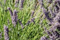 Lavender Farm, Mount Hood, Oregon Royalty Free Stock Photo