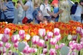 Closeup of a lawn with bright red and light pink tulips and people watching and shooting them from behind