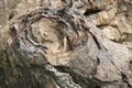 Closeup of the layers in Stromatolite, Salkhan Royalty Free Stock Photo