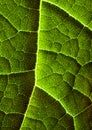 Closeup leaf