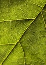 Closeup leaf Royalty Free Stock Photo