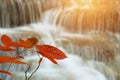 Closeup leaf on autumn season at huay mae khamin waterfall in t