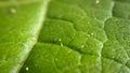 Closeup leaf background. Abstract macro plant pattern. Botany textured Royalty Free Stock Photo