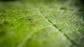 Closeup leaf background. Abstract macro plant pattern. Botany textured Royalty Free Stock Photo