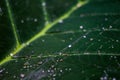 Closeup of leaf with convergent nervures leading to a leaf bud with water drops