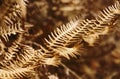 Closeup of a leaf of faded fern. Royalty Free Stock Photo