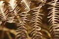 Closeup of a leaf of faded fern. Royalty Free Stock Photo