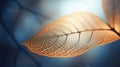 Closeup leaf of fresh natural plant.