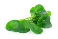 leaf of Gotu kola, Asiatic pennywort, asiatic leaf isolated on white background