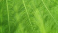 Closeup of the leaf of a green colocasia taro plant