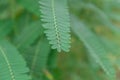 Leaf of Humming Bird Sesban Agasta Sesbania grandiflora Agasta Sesban