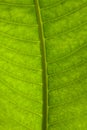 Closeup of a leaf lit by sunlight Royalty Free Stock Photo
