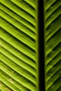 Closeup of a leaf lit by sunlight Royalty Free Stock Photo