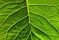 Closeup, Leaf, Poinsettia, Green, Distinct veins Royalty Free Stock Photo