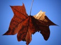 A closeup of a leaf Royalty Free Stock Photo