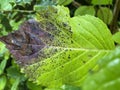 Closeup of a Decaying Leaf