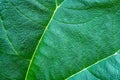 Closeup leaf texture. Macro nature. Green plant closeup. Leaf macro background. Lines of leaves. Royalty Free Stock Photo